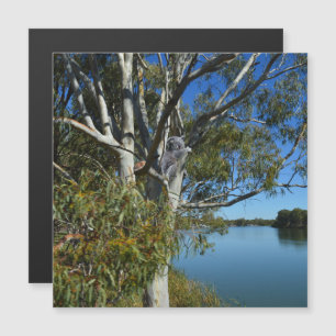 Carte Magnétique L'Ours De Koala Dormait Dans Un Arbre De Gomme,