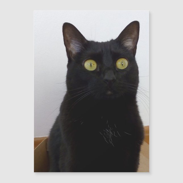 Carte Magnétique Ma Pan (Panthère) (Devant)