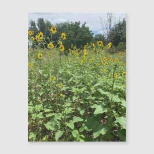 Carte Magnétique Magnat de champ de tournesol
