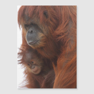 Carte Magnétique Maman et bébé Orangutan