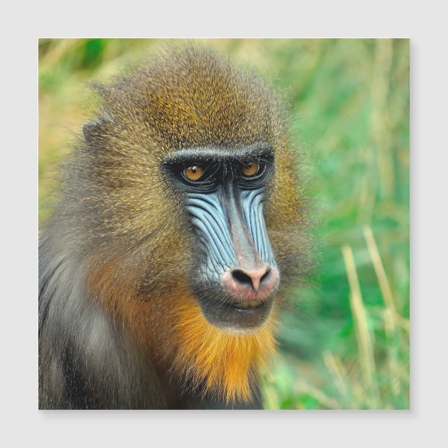 Carte Magnétique Mandrill 002 (Devant)