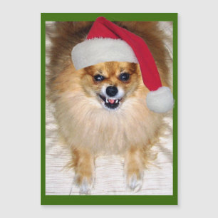 Carte Magnétique Mauvais Noël de chiwawa de Père Noël Pomeranian