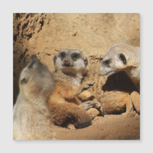 Carte Magnétique Meerkat 002