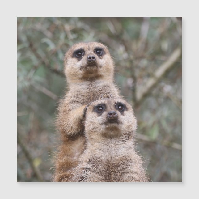Carte Magnétique Meerkat 002 par JAMFoto (Devant)