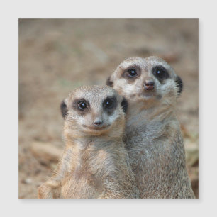 Carte Magnétique Meerkat 047
