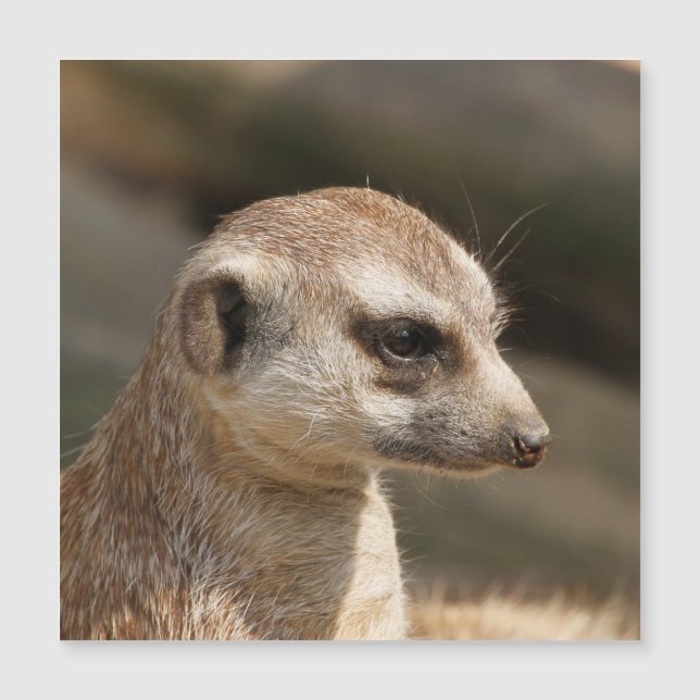 Carte Magnétique Meerkat 048 (Devant)