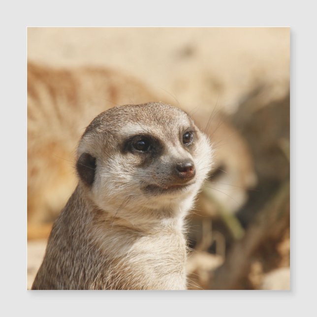 Carte Magnétique Meerkat 052 (Devant)