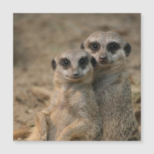 Carte Magnétique Meerkat 067
