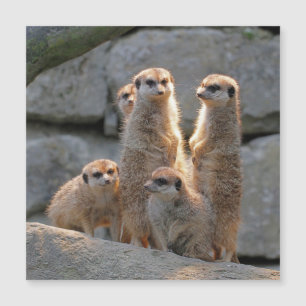 Carte Magnétique Meerkat 110