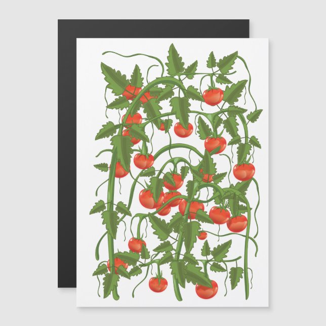 Carte Magnétique Motif de tomates (Devant / Derrière)