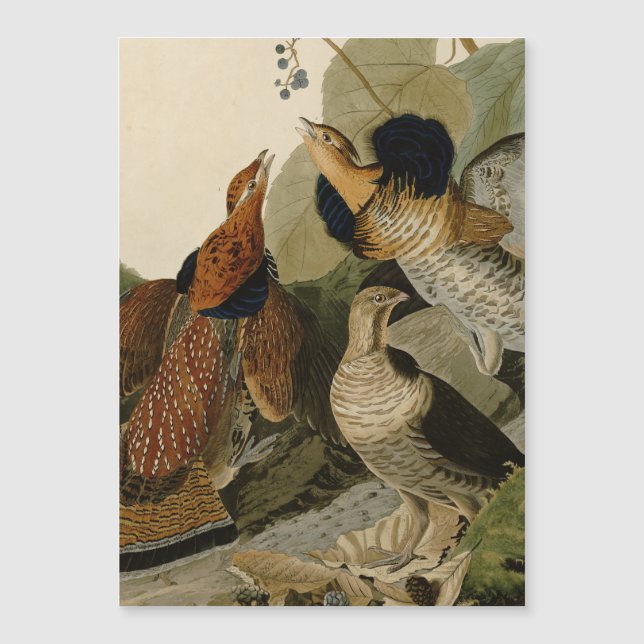 Carte Magnétique Oiseau de gibier Audubon (Devant)