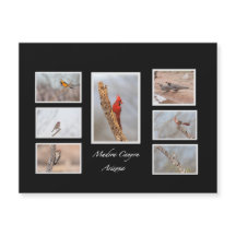 Oiseaux de Madera Canyon Arizona