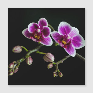 Carte Magnétique Orchidée rose blanc couleur sur noir pâle doux