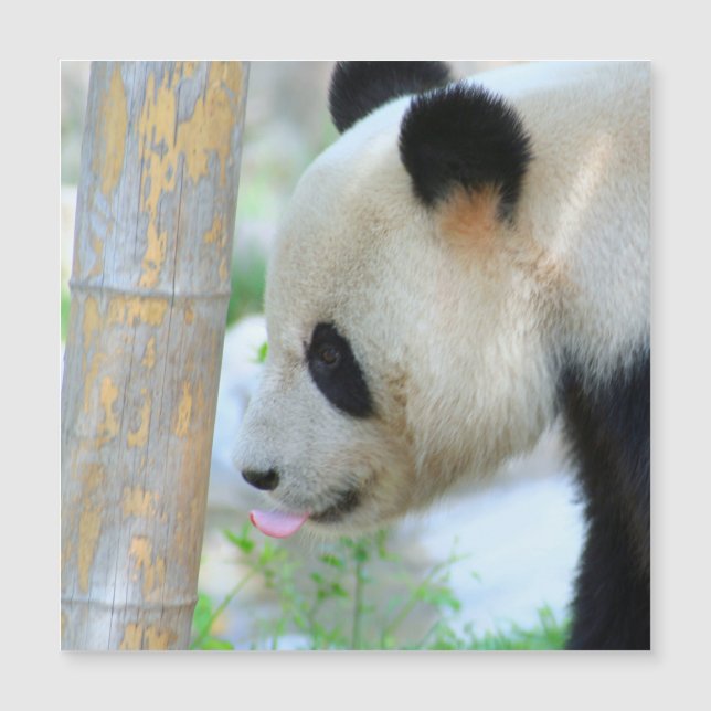 Carte Magnétique Panda20170502_by_JAMFoto (Devant)
