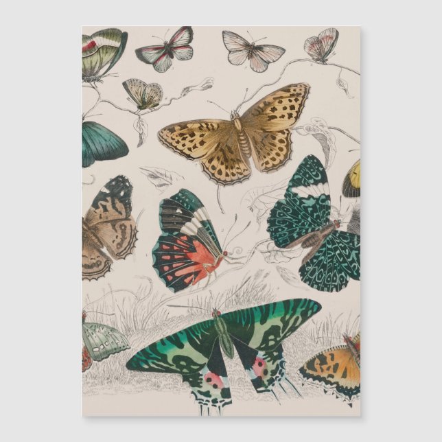 Carte Magnétique Papillons Collection Antique Papillons (Devant)