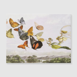 Carte Magnétique Papillons vintage et illustration ancienne d'art d
