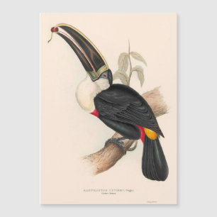 Carte Magnétique Peinture animalière d'antiquités Toucans
