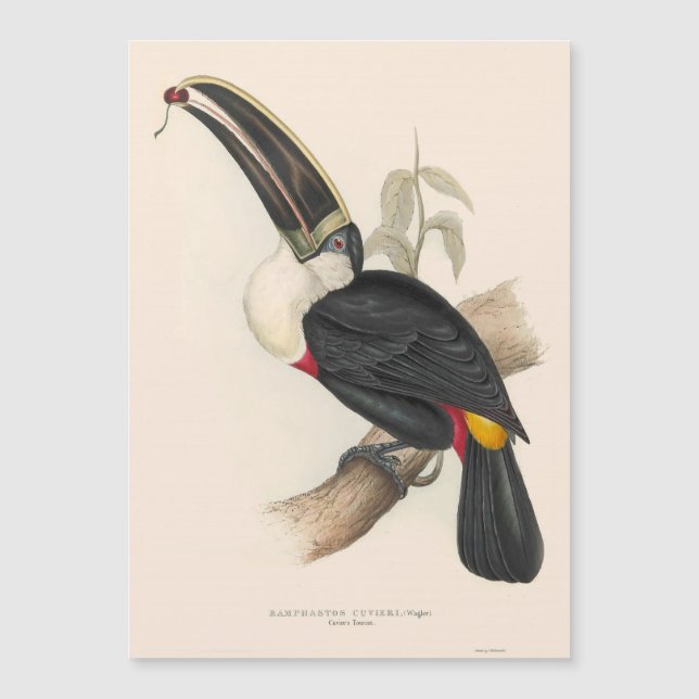 Carte Magnétique Peinture animalière d'antiquités Toucans (Devant)