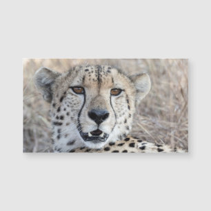 Carte Magnétique Portrait de Cheetah