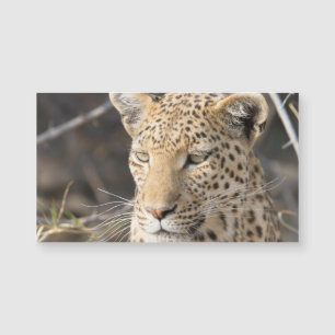 Carte Magnétique Portrait de Léopard