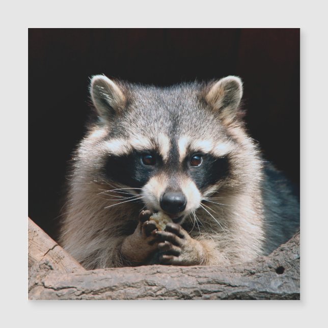 Carte Magnétique Raccoon 004 (Devant)
