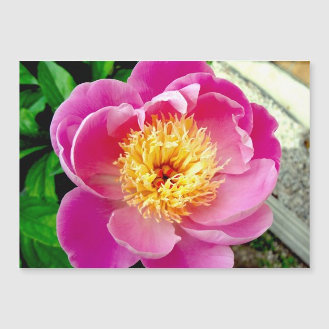 Carte magnétique rose Peony (Devant)