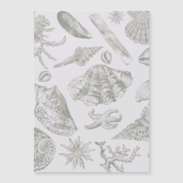 Carte Magnétique Seashell Soft Antique Art Beach Shops (Devant)