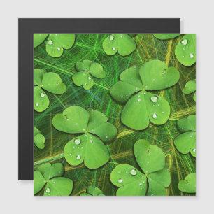 Carte Magnétique Shamrock vert St Patrick iPhone 5 Coque-Mate