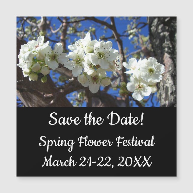 Carte Magnétique Spring Flowering Pear Tree (Devant)