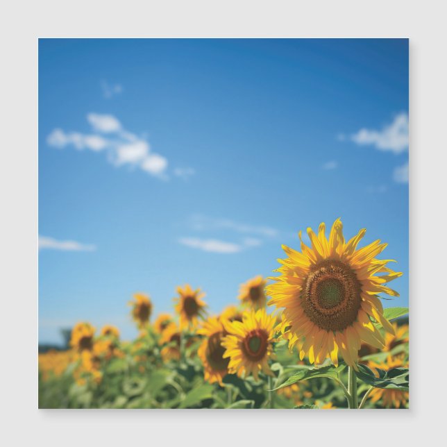Carte Magnétique Terrain de tournesol (Devant)