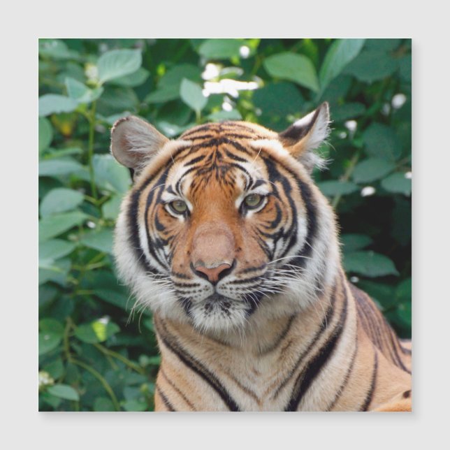 Carte Magnétique Tigre 001 (Devant)