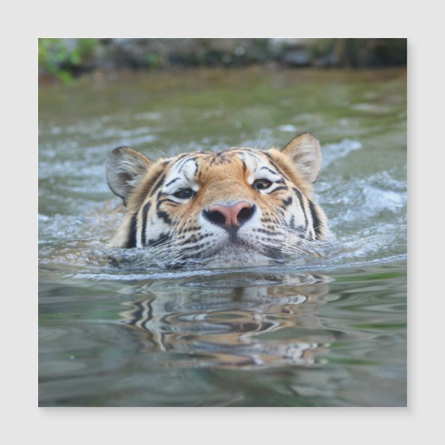 Carte Magnétique Tigre 028 (Devant)