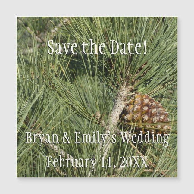 Carte Magnétique Torrey Pine Closeup California Botanical (Devant)