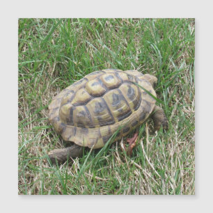 Carte Magnétique Tortue