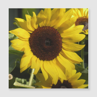 Carte Magnétique Tournesol