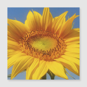 Carte Magnétique Tournesol jaune