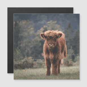 Carte Magnétique veau de vache des Highlands champ d'herbe automnal