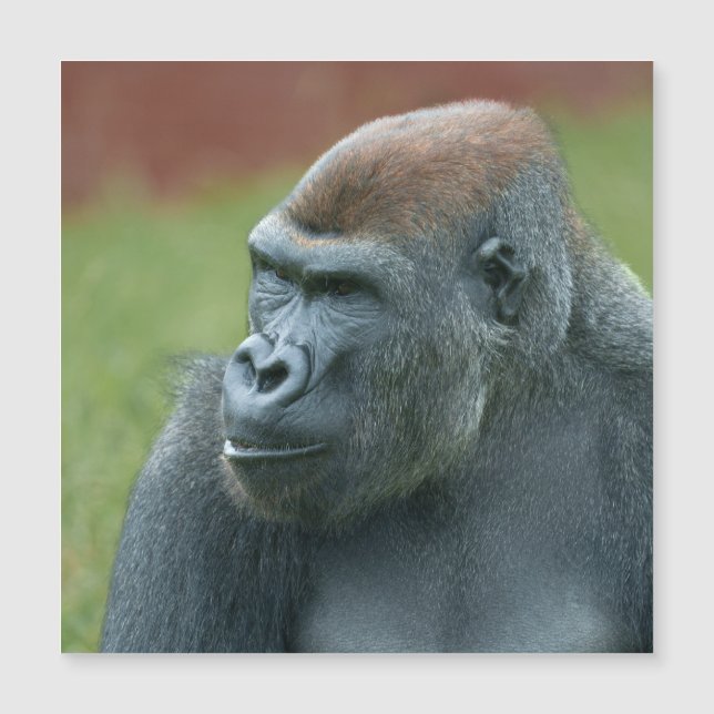 Carte Magnétique Vers le haut avec Gorilla Lope : Portrait enchante (Devant)