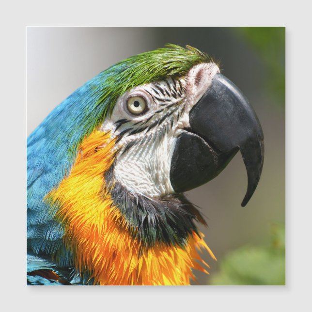 Carte Magnétique Vibrant couleur Macaw (Devant)