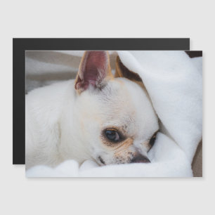 Carte Magnétique Votre chiot chien de compagnie photo personnalisée