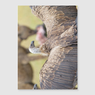 Carte Magnétique Vulture