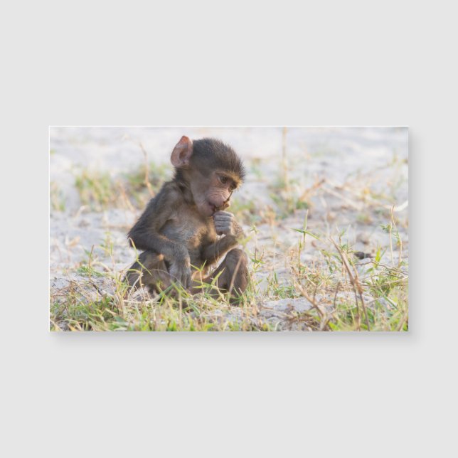 Carte Magnétique Young Baboon (Devant)