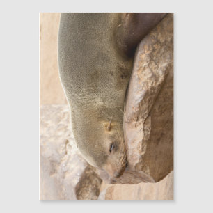 Carte Magnétique Young sea lion