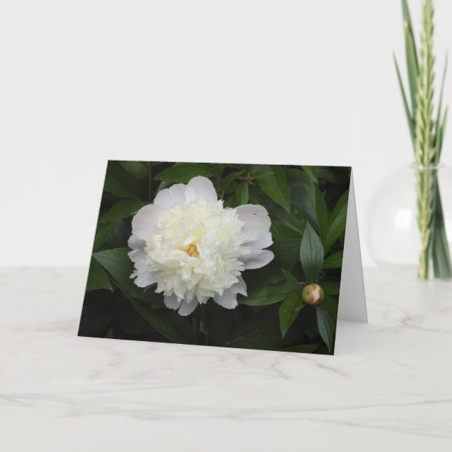Carte Magnifique Peony Flower Photographie (Devant)