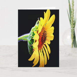 Carte Magnifique profil de tournesol Fleur brillante car
