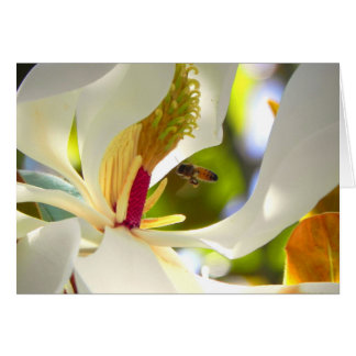 Carte Magnolia et Honey Bee