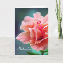 Mahalo Merci Hawaï - Hibiscus rose Gros plan