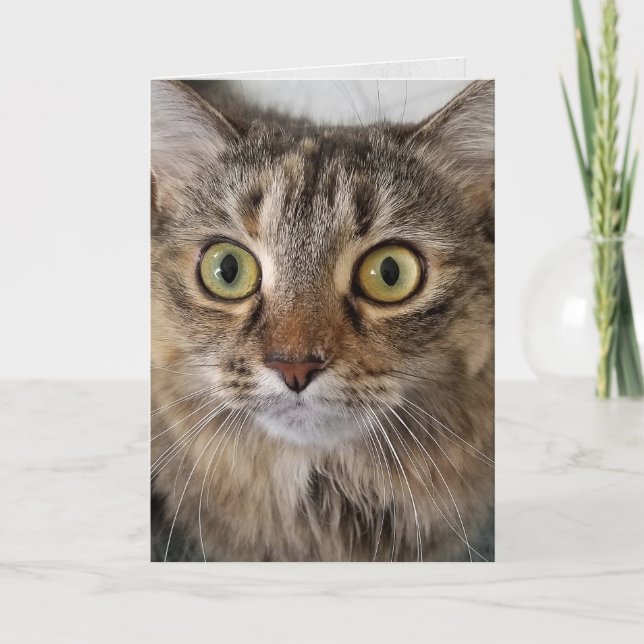 Carte Maine Coon Chat visage Anniversaire (Devant)