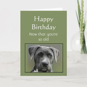 Carte Maintenant que votre vieux Humour Joyeux chien amu