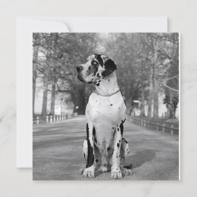 Carte Maison Dogue (Devant)